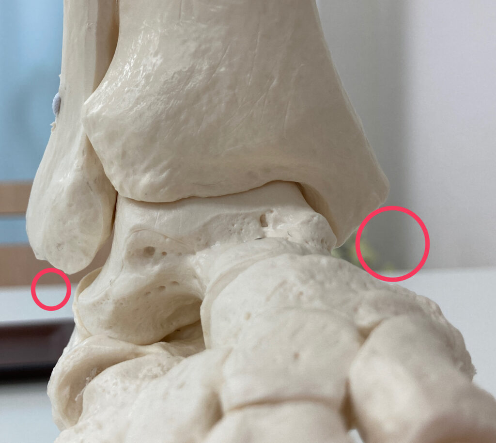 腓骨 脛骨 高さ