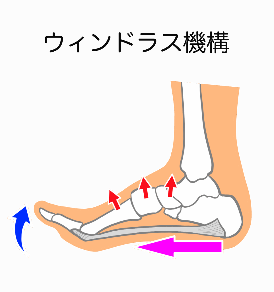 ウィンドラス機構