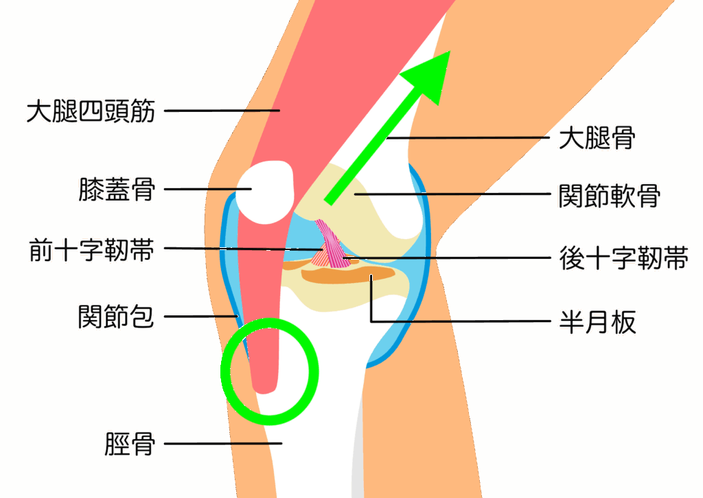 膝関節 構造
