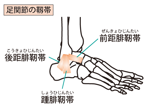足首 外側靭帯