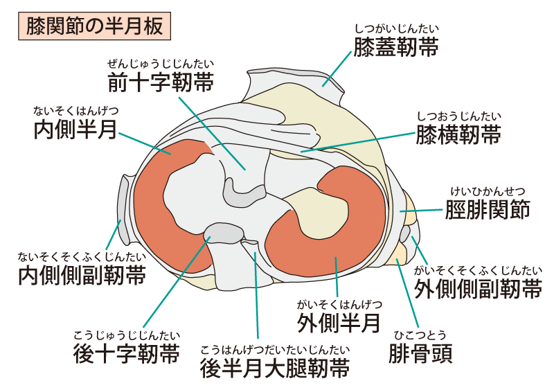 半月板